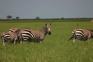 kenya 047
